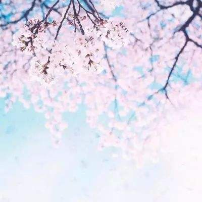 仙境神王手游下载